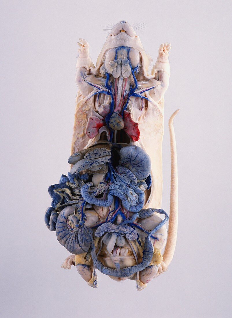 Dissected lab rat with intestines