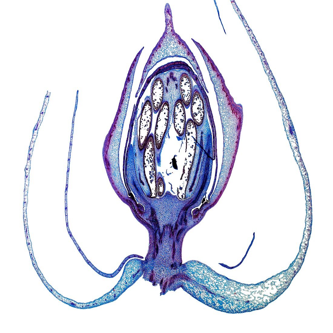 Passion flower bud,light micrograph