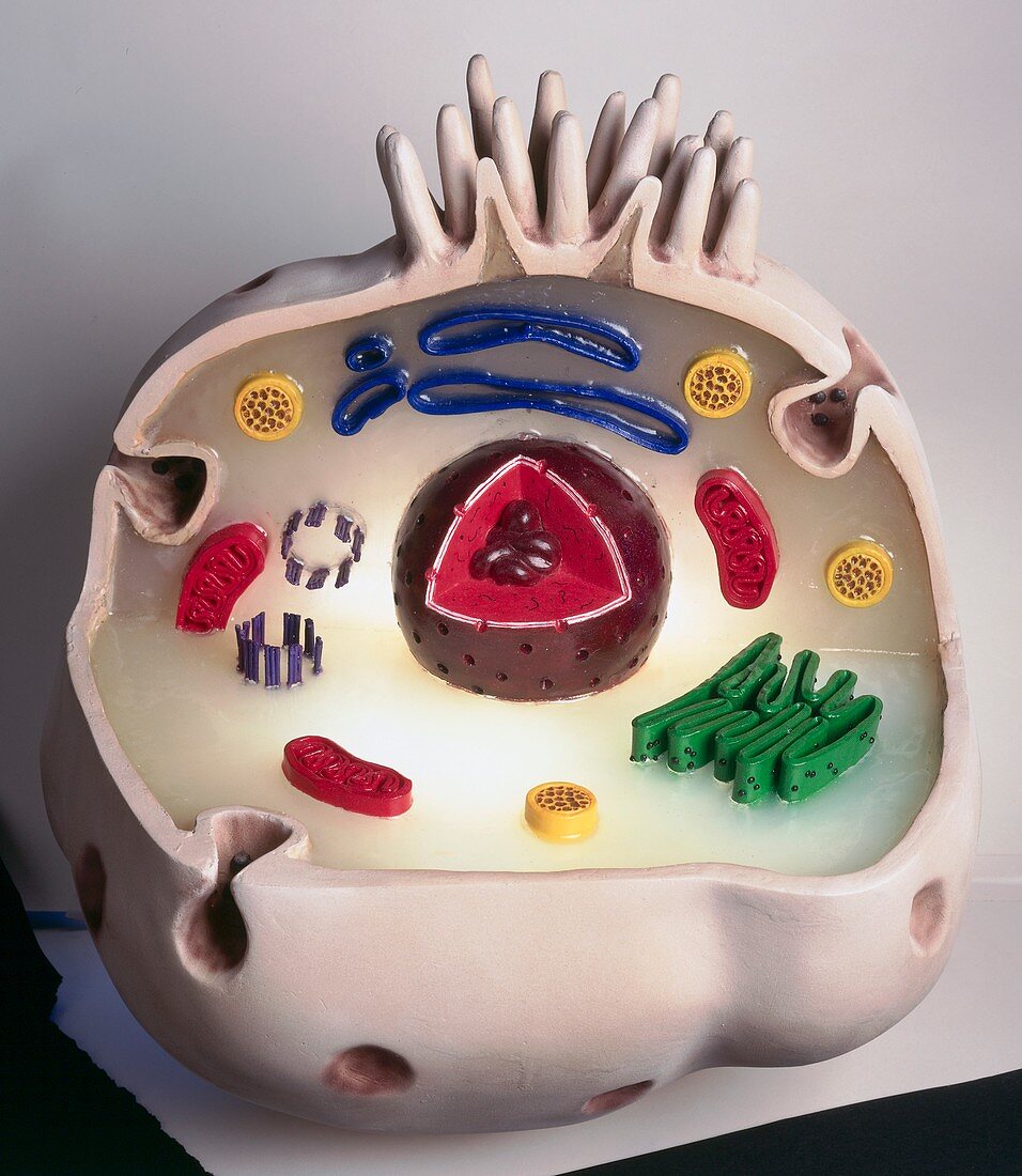 Model of animal cell