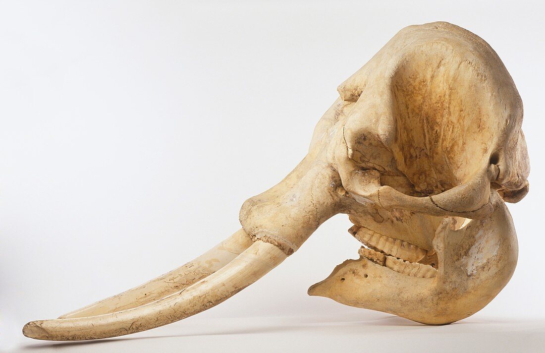 Skull of an Indian Elephant