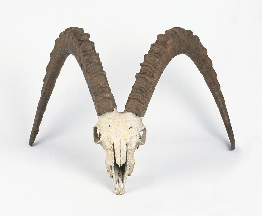 Skull of Siberian ibex