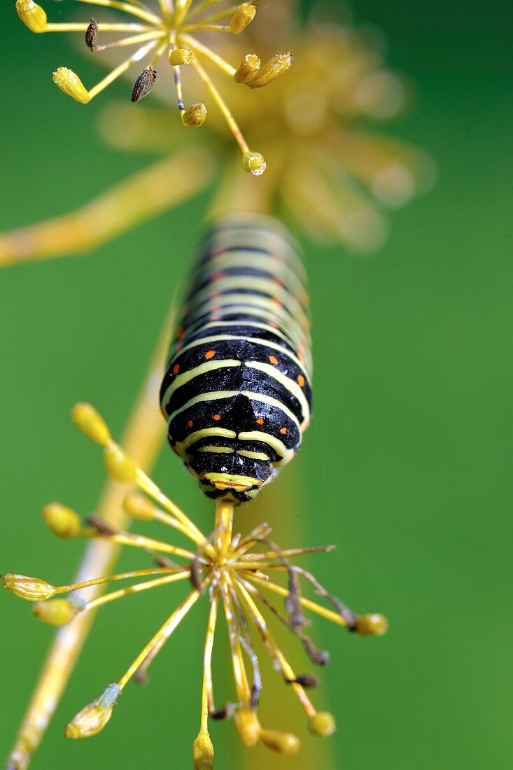 Old World swallowtail caterpillar