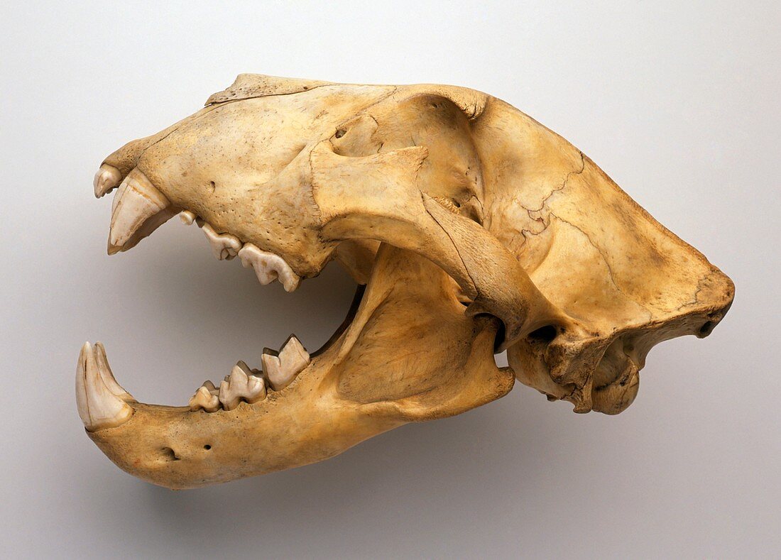 Lion skull,side view