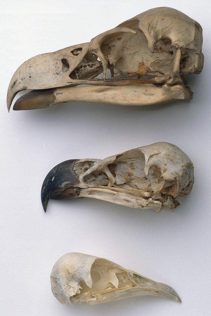 Skull of a Brown Snake Eagle