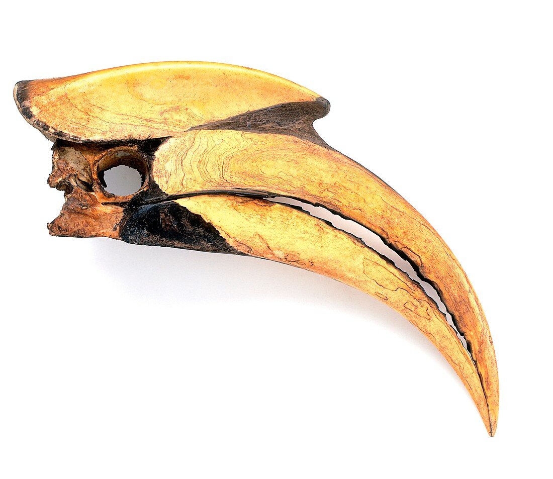 Beak of Great hornbill (Buceros bicornis)