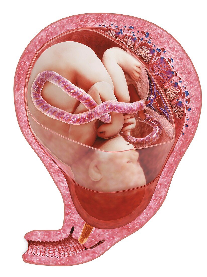 Human foetus inside womb
