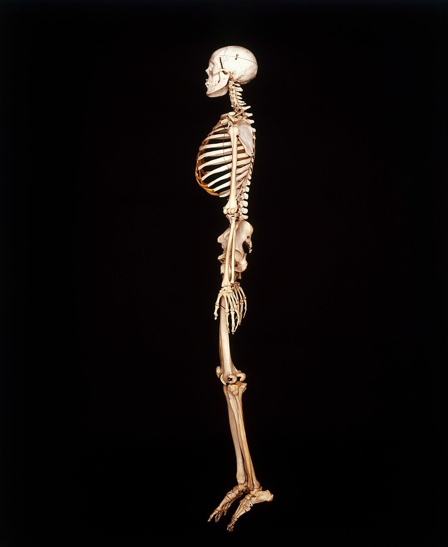 Human skeleton,side view