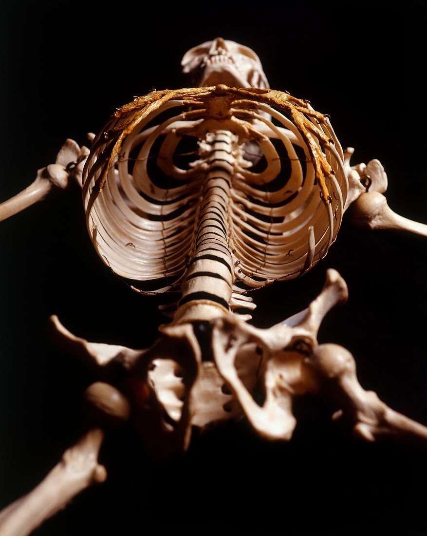 Human skeleton,rib cage,upward view
