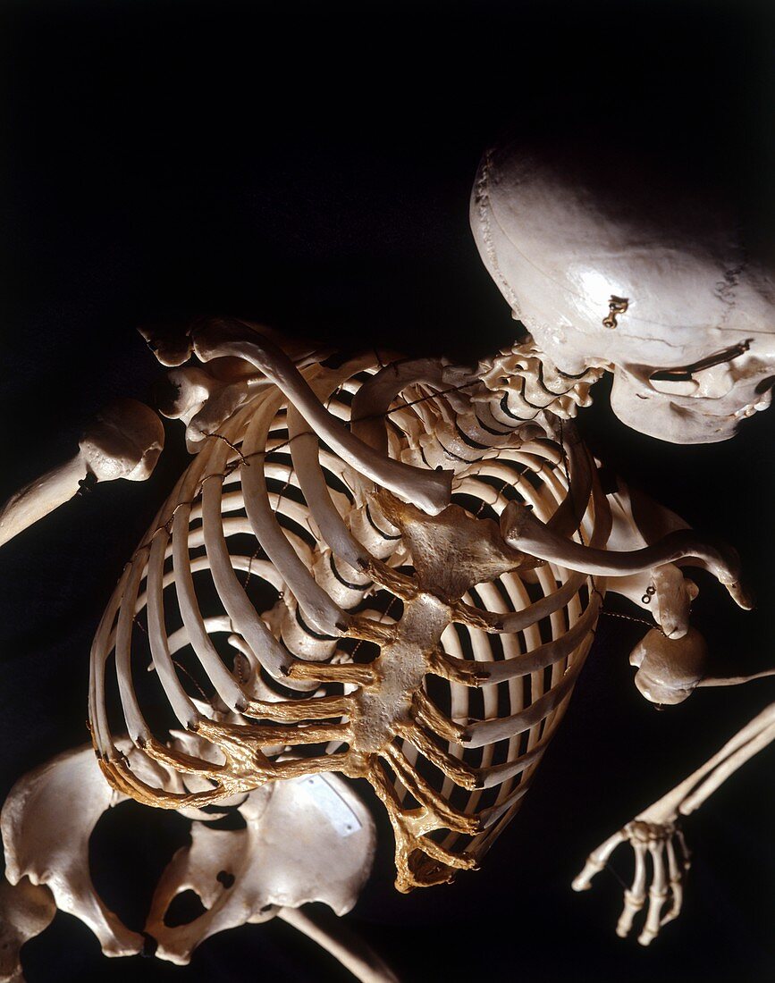 Human skeleton,rib cage,high angle view