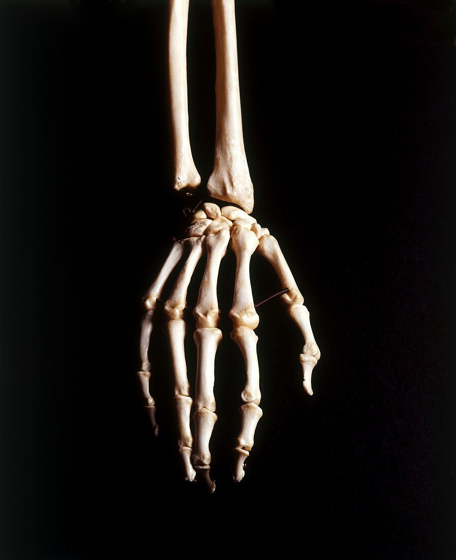 Human skeleton,hand and wrist bones