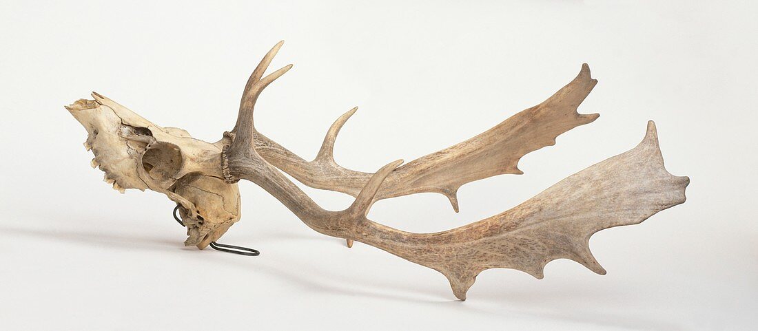 Skull and antlers of Fallow deer
