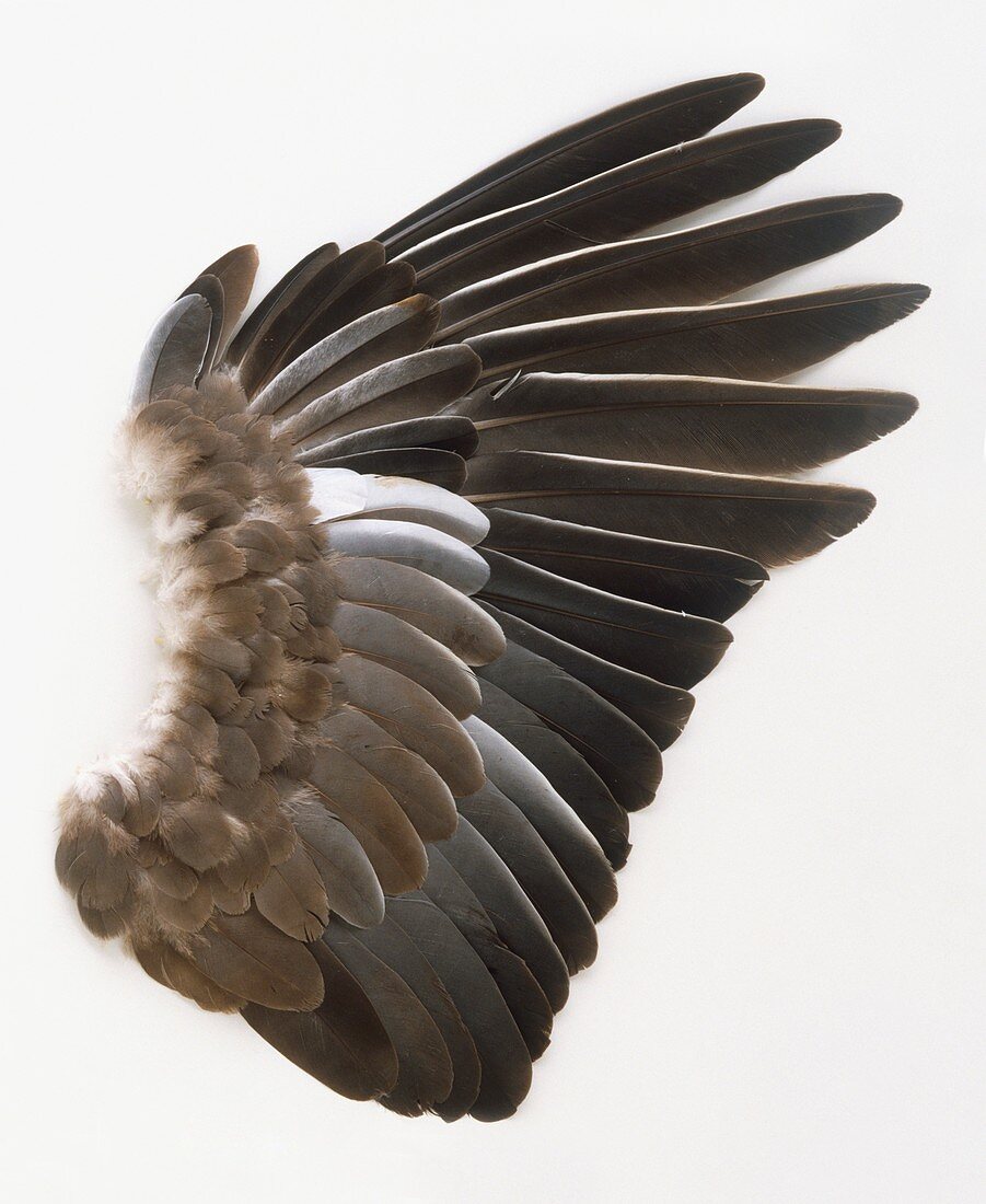 Pigeon wing showing overlapping feathers