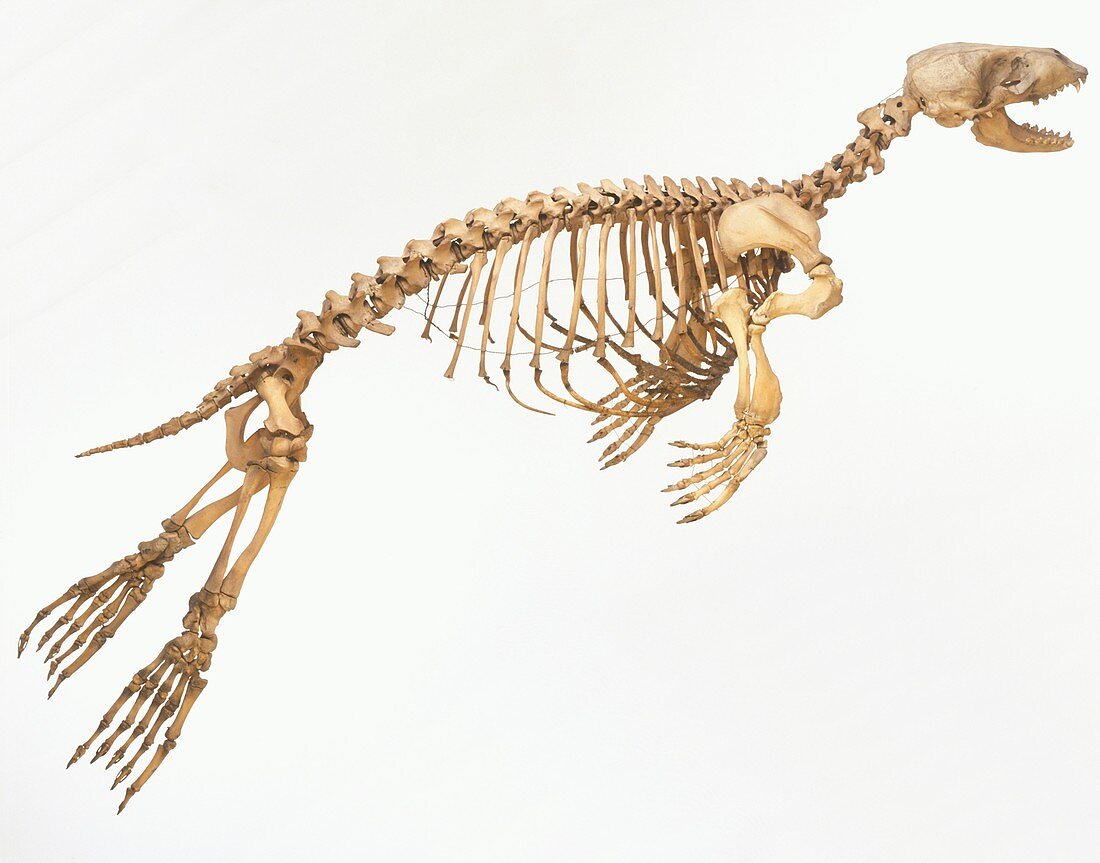 Skeleton of a Harbour seal