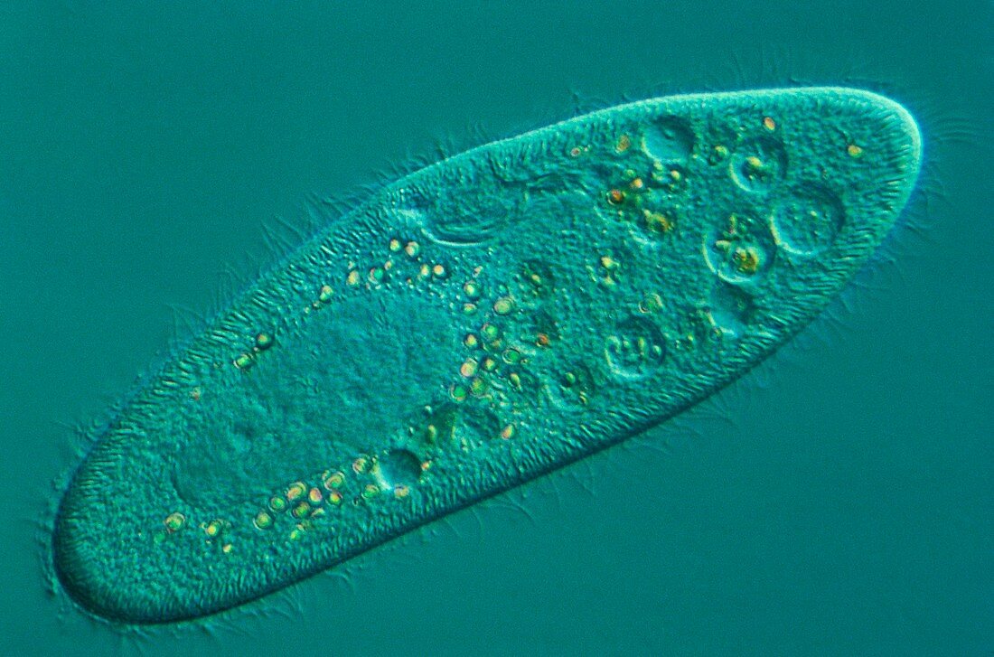 Microscopic view of a Paramecium,