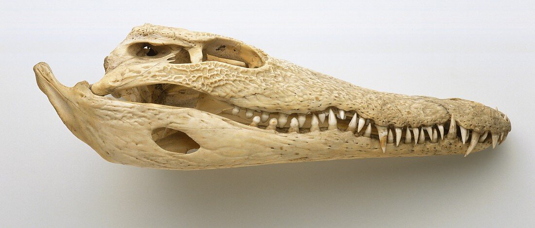 Crocodylus niloticus,nile crocodile