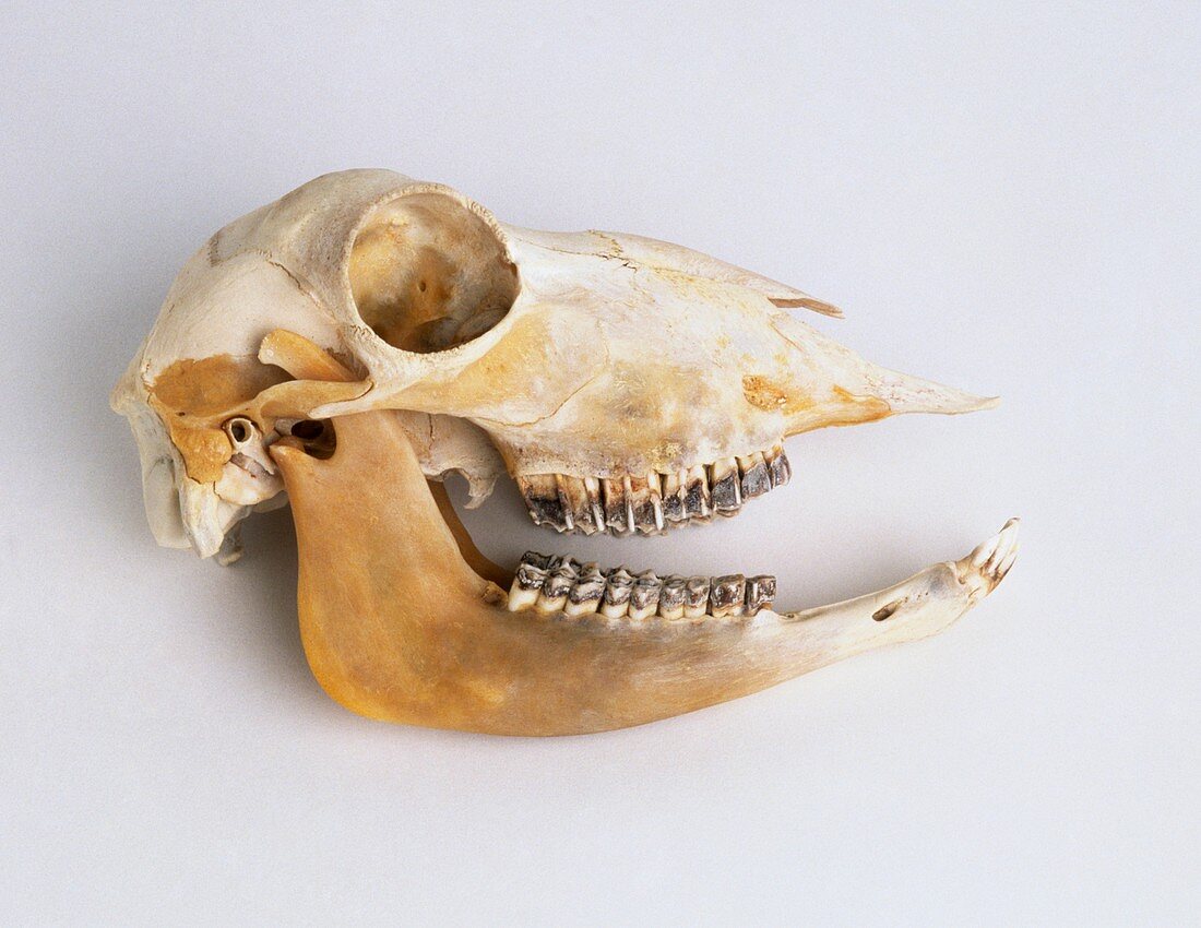 Sheep skull in profile