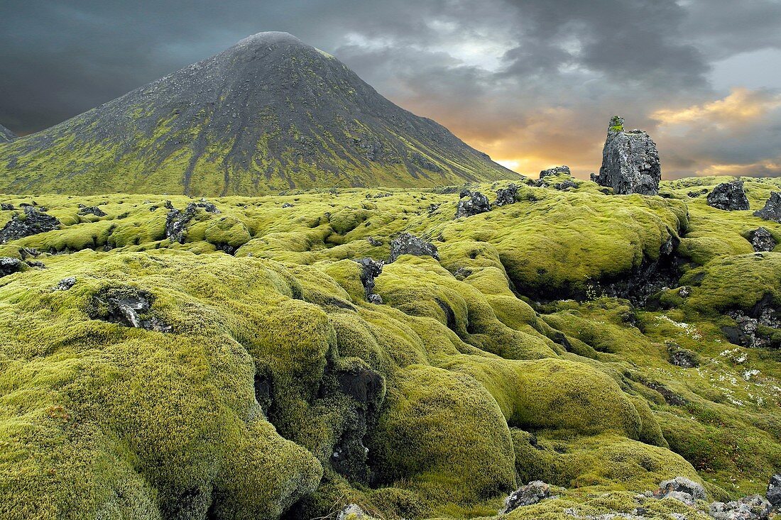 Moss-covered lava field,Iceland