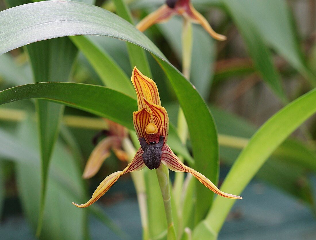 Maxillaria orchid (Camaridium praestans)