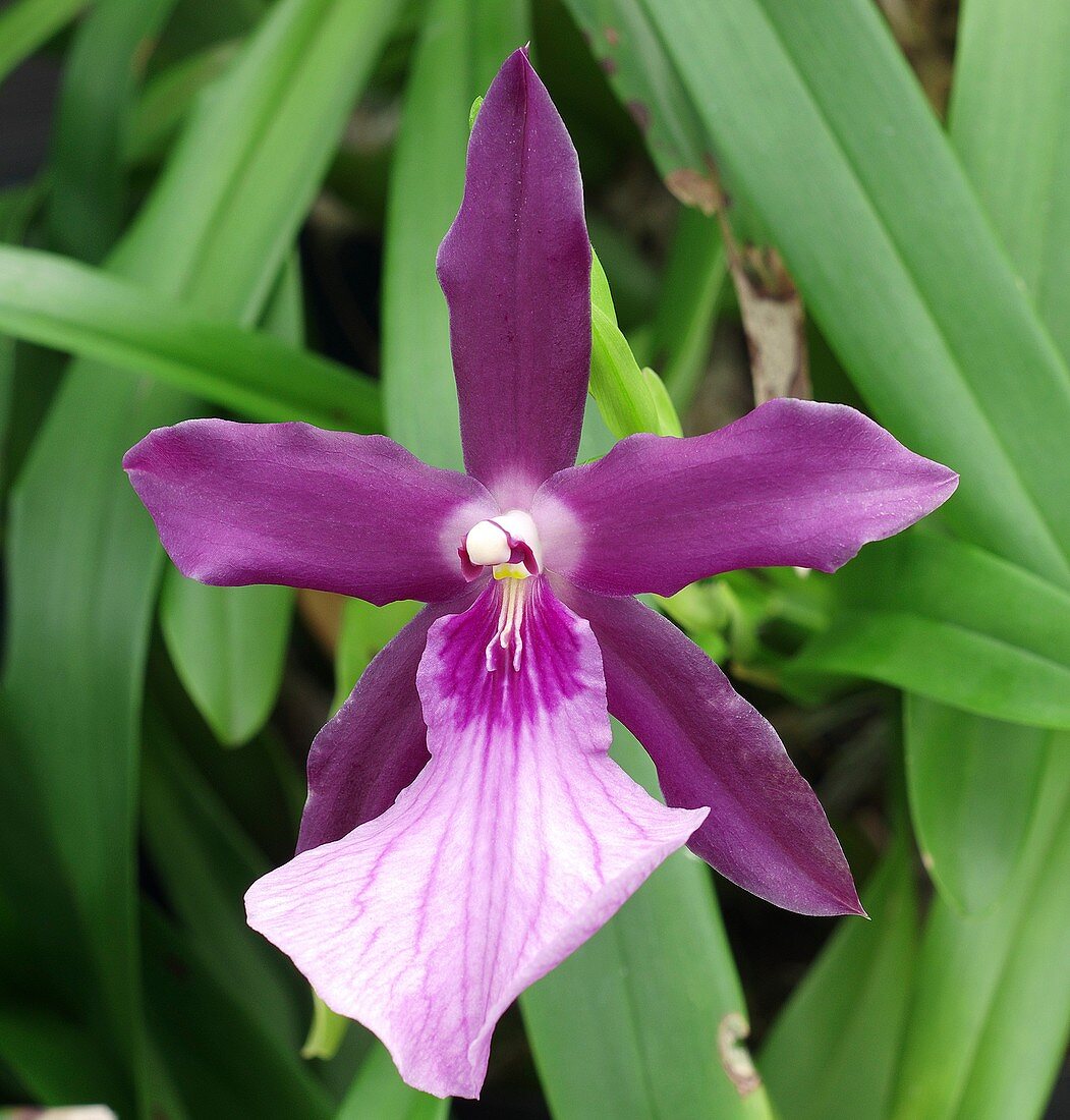 Pansy orchid (Miltonia Anne Warne 'Alii')