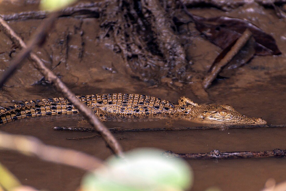Juvenile crocodile,Australia
