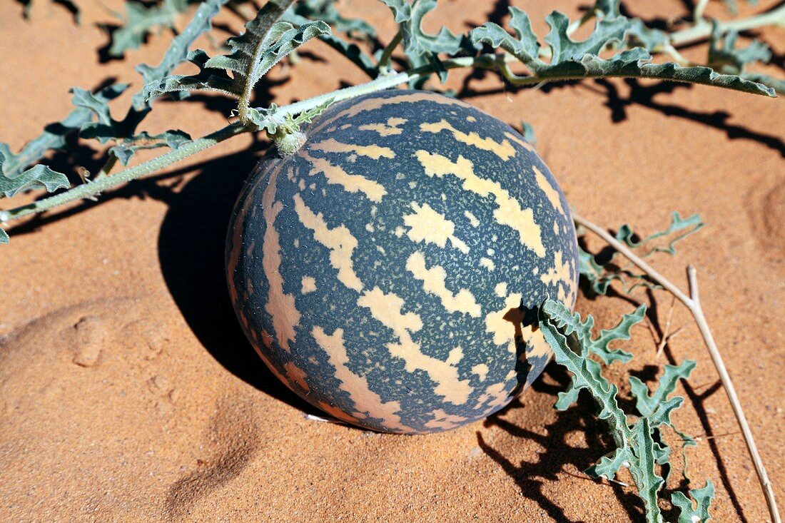 Desert pumpkin