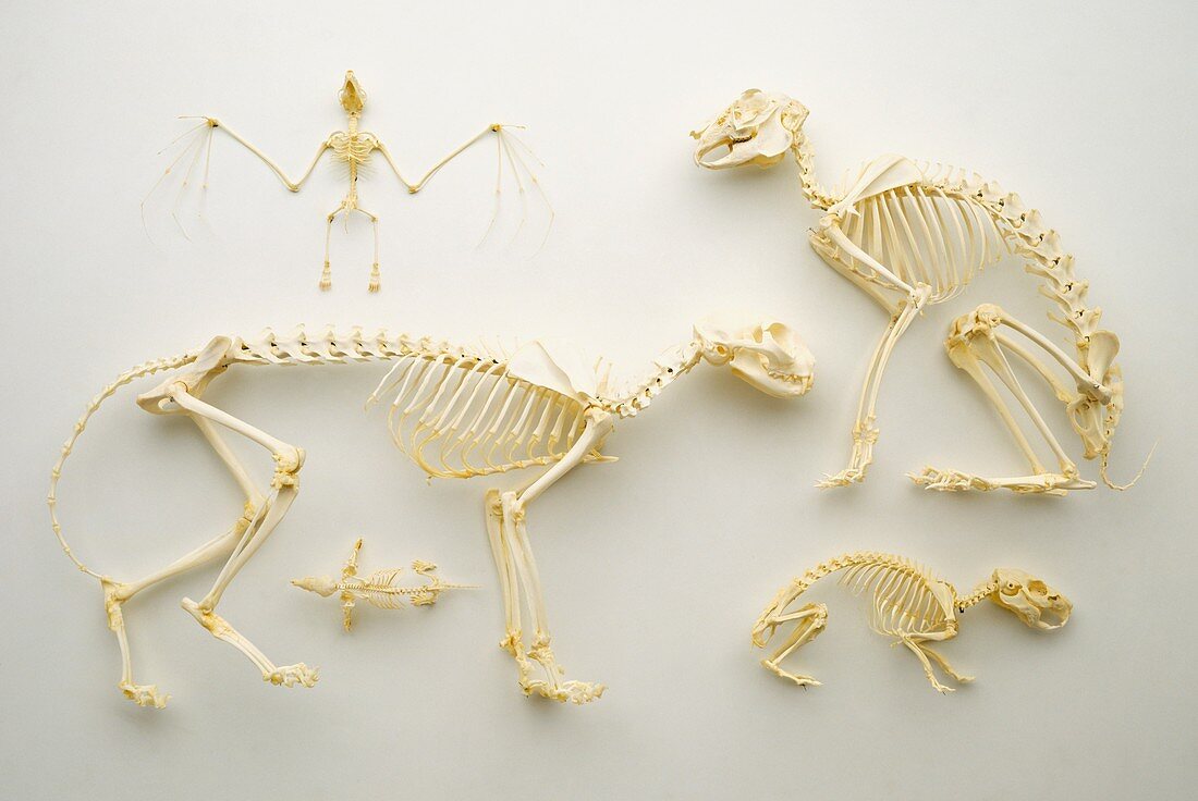 Mammal skeletons,including Bat