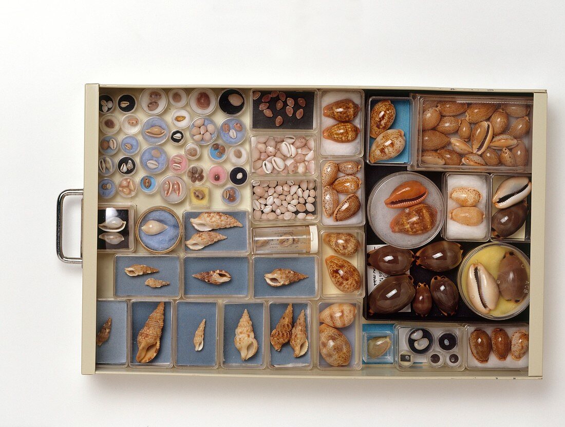 Large collection of shells in drawer