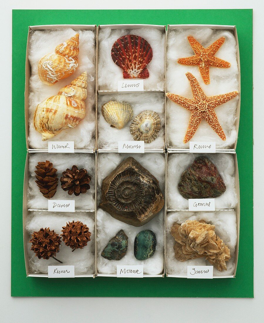 Assorted sea shells displayed in a tray
