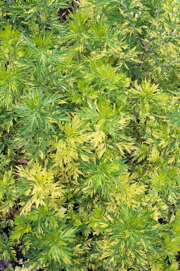 Artemisia vulgaris 'Oriental limelight'