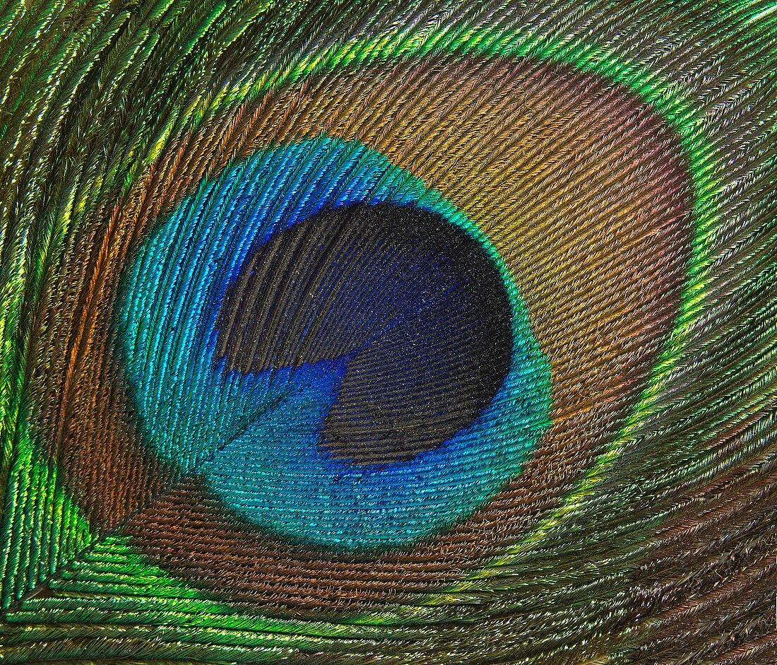 Peacock feather close up