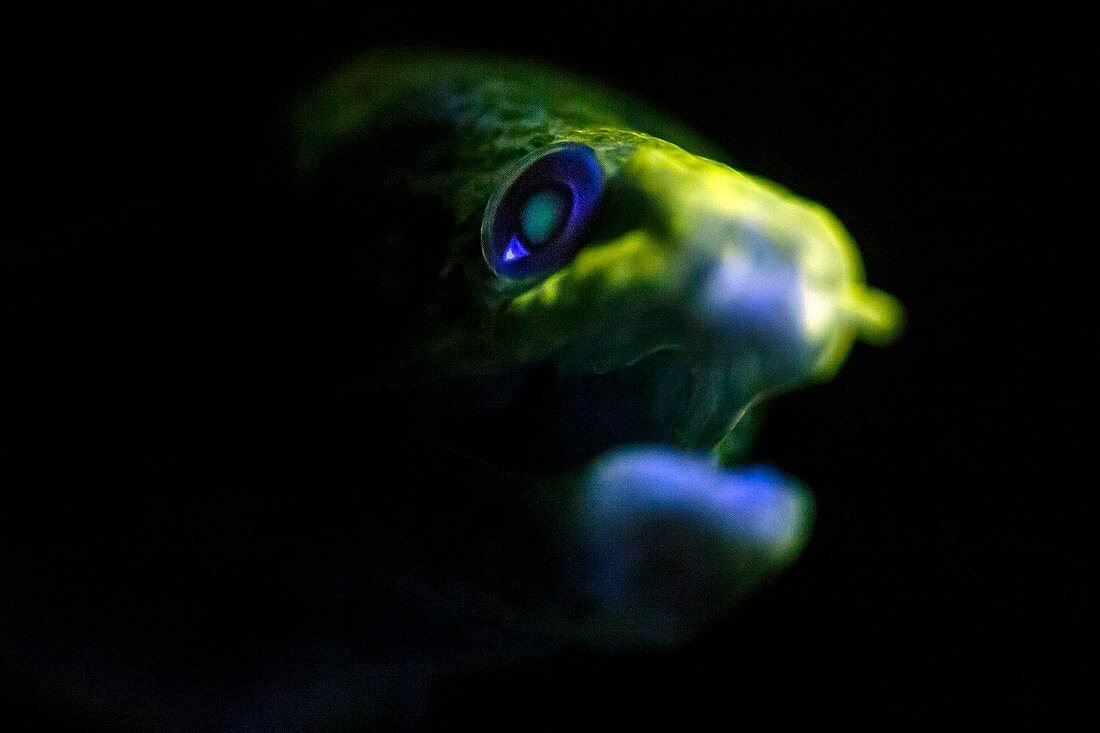 Giant moray eel fluorescing