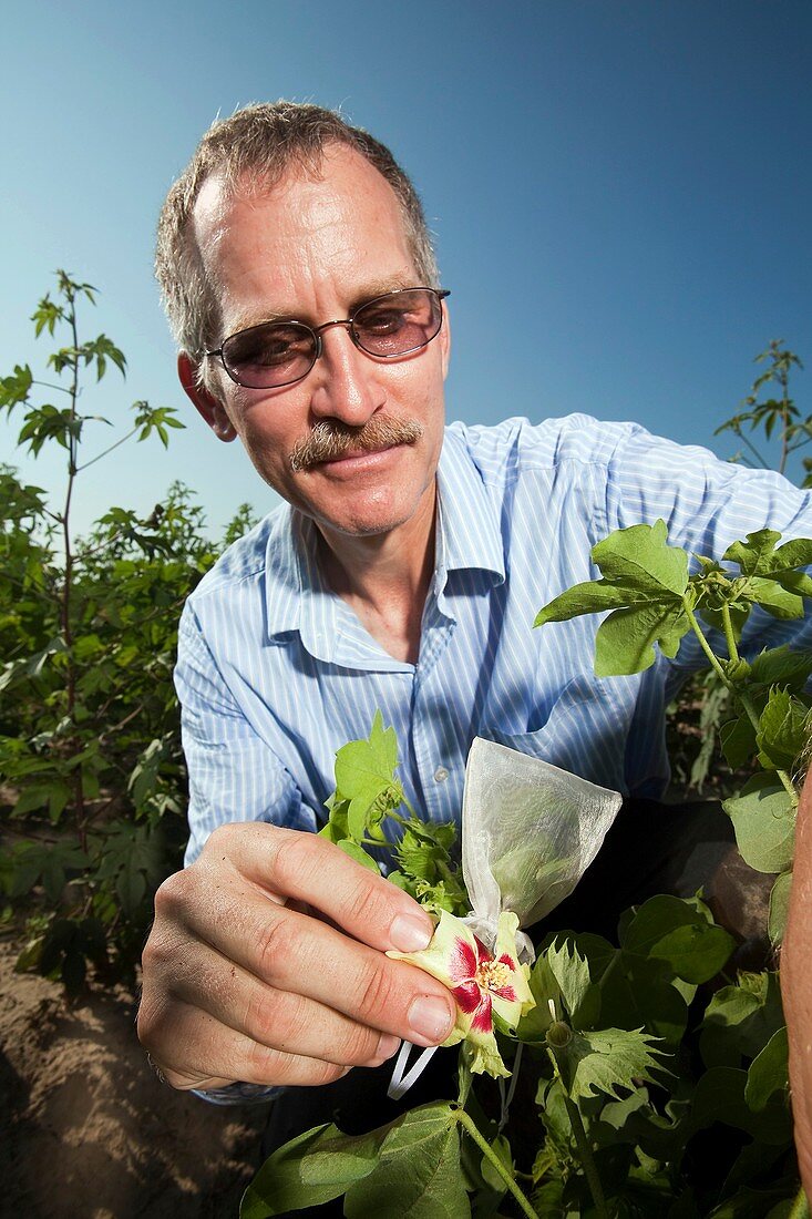 Cotton pollination research