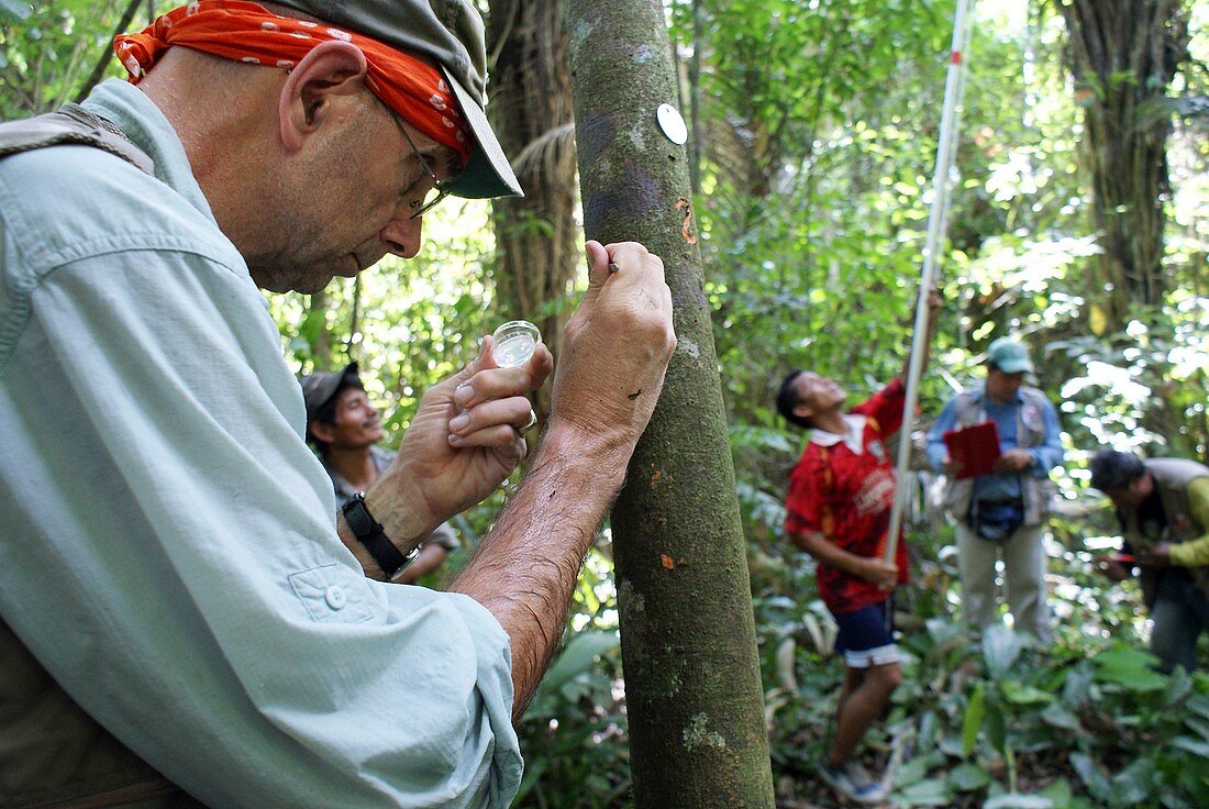 Cocoa tree pathogen research