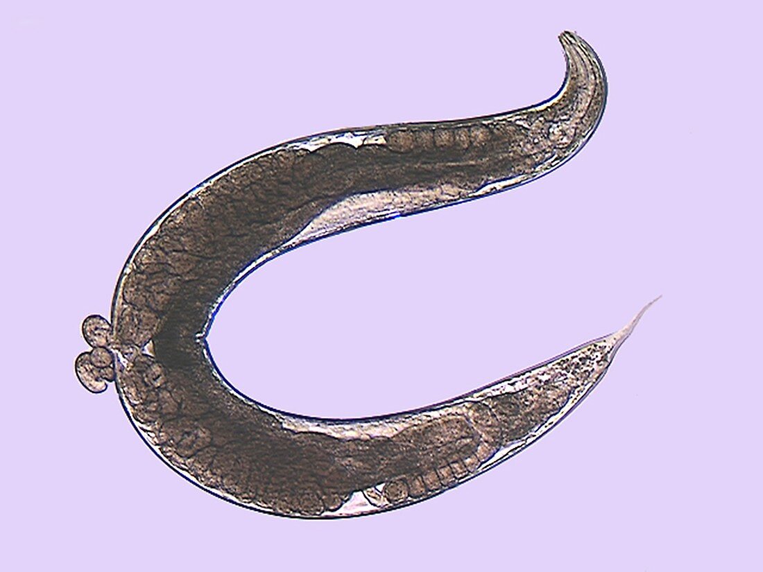 Rhabditis nematode,light micrograph