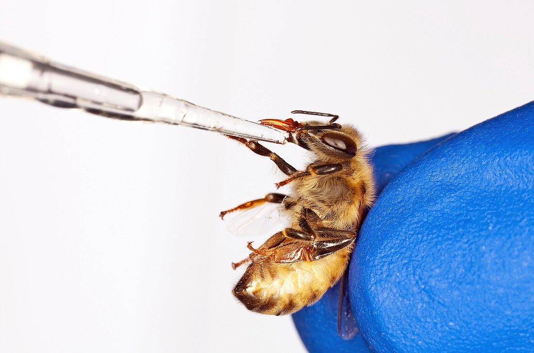 Honey bee inoculation