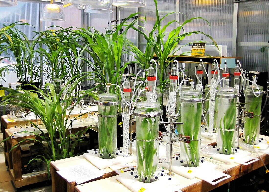 Maize laboratory research