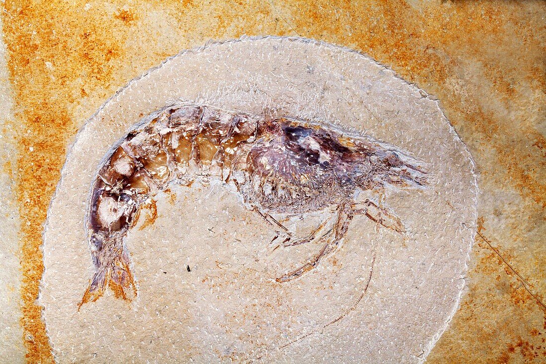Fossil shrimp Carpopenaeus Callirostris