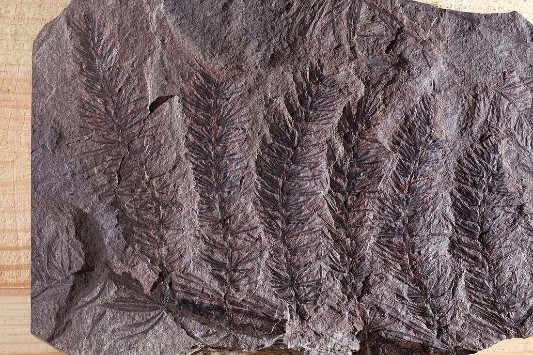 Asterophyllites,fossil plant