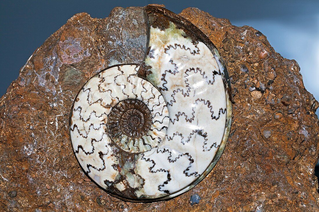 Fossil Ammonite Eparietites Denotatus
