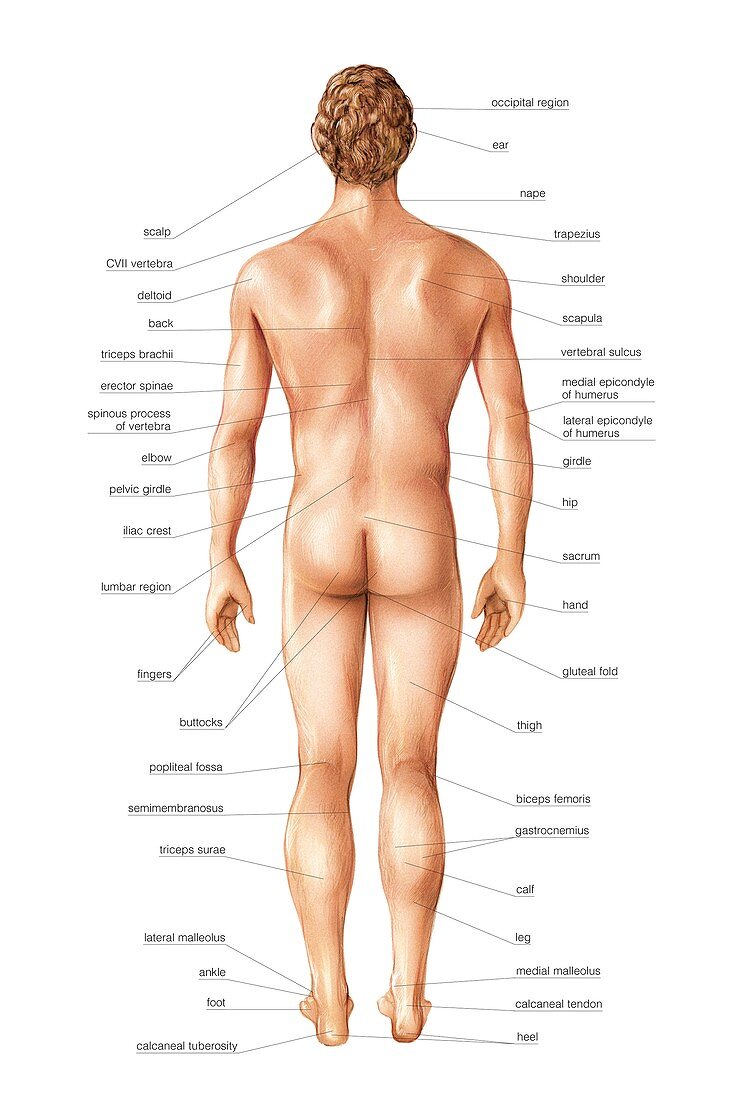 Male superficial anatomy,posterior view