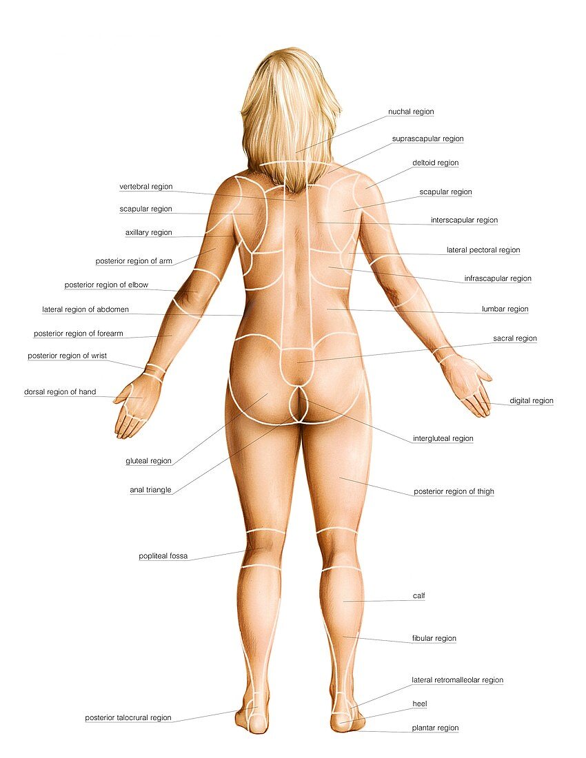 Female regions of anatomy,posterior view