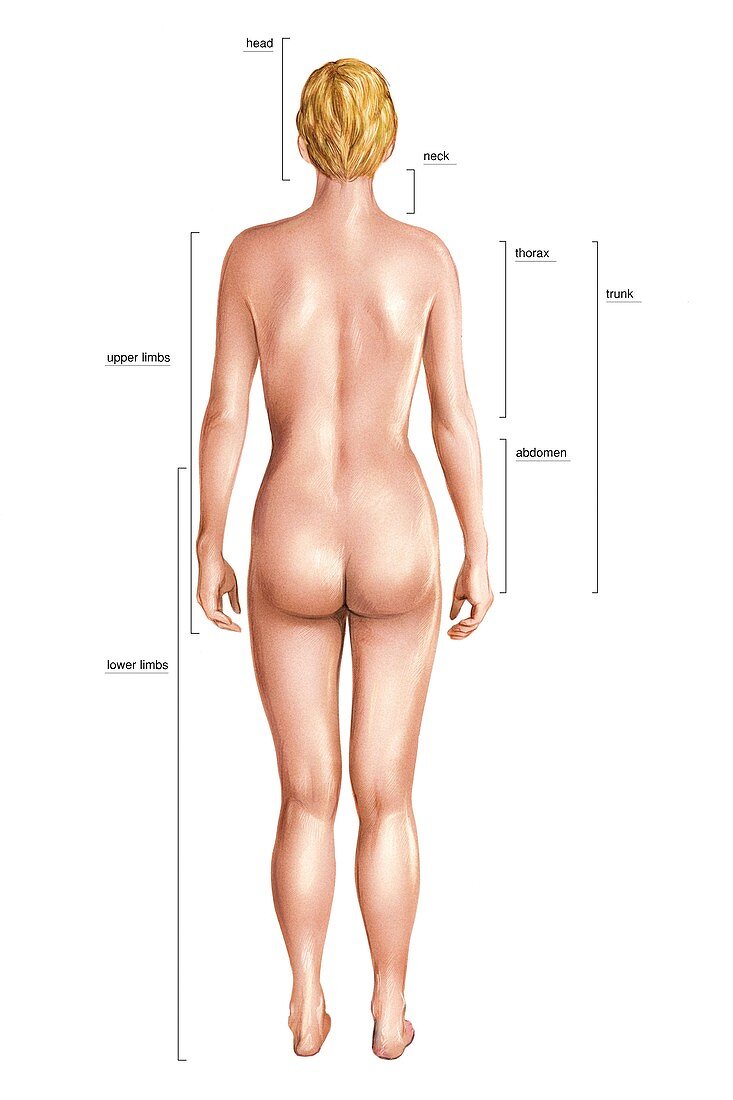 Anatomical differences between sexes