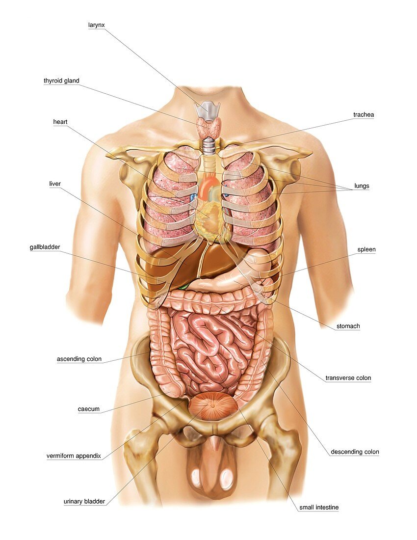 External projection of internal organs