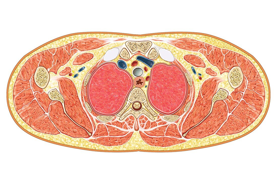 Transverse section at pectoral level