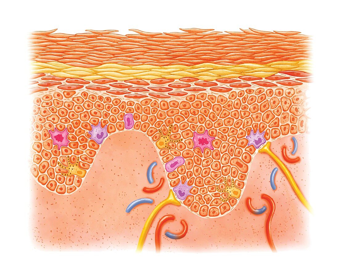 Layers and cells of epidermis