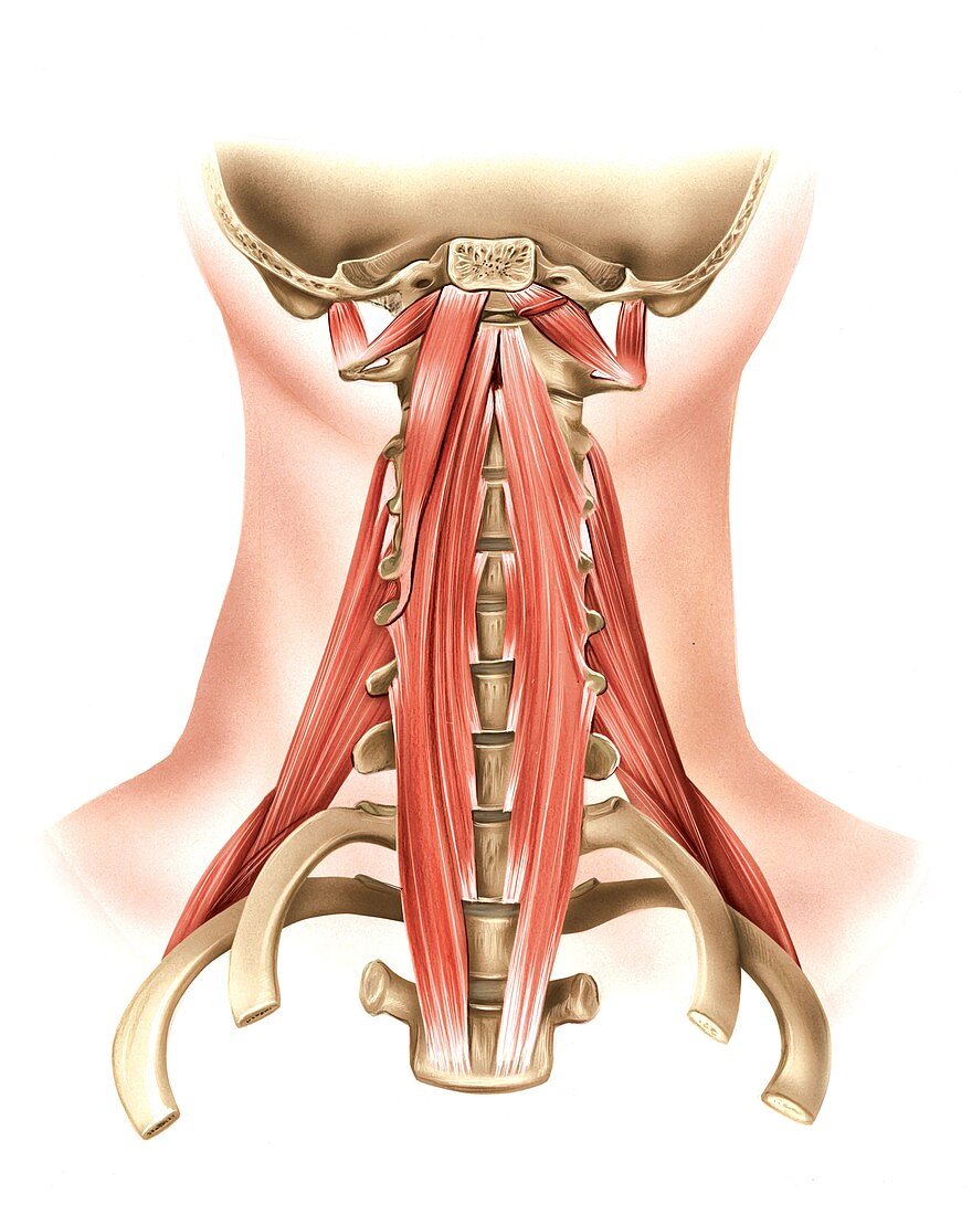 Muscles of the neck