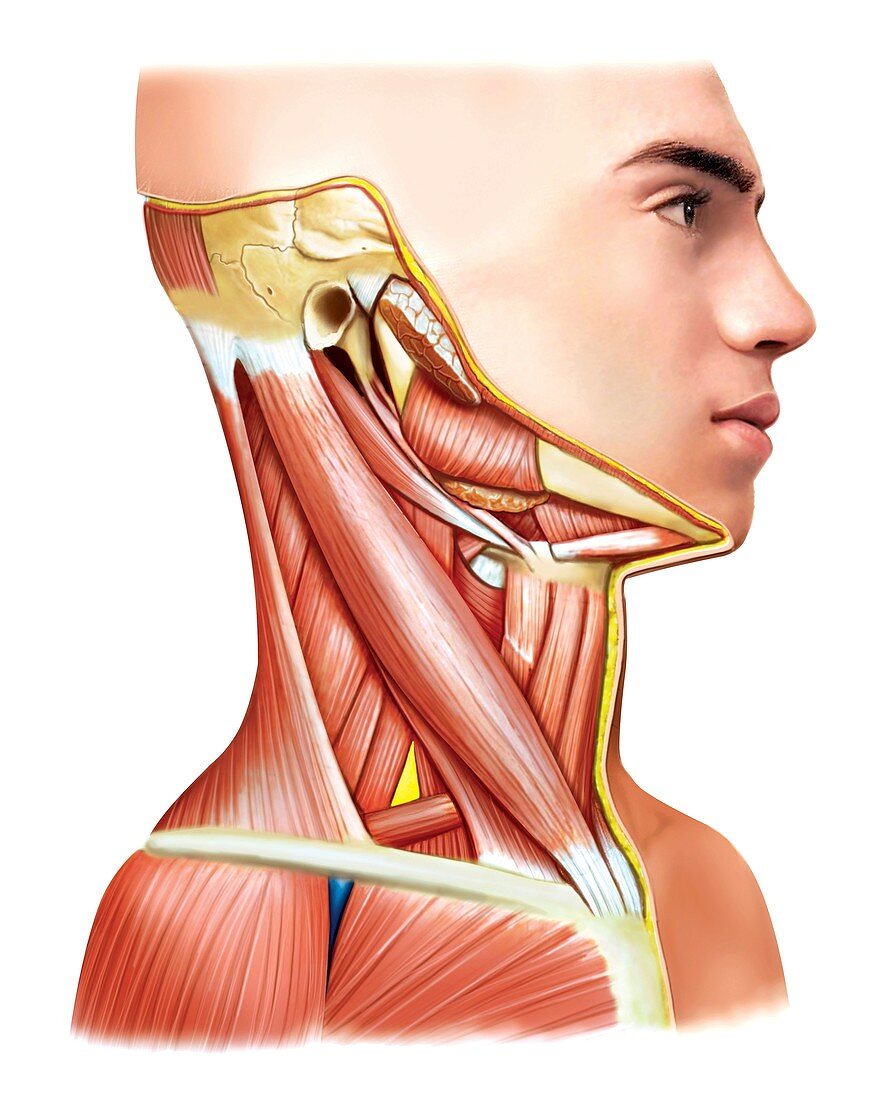 Muscles of the neck