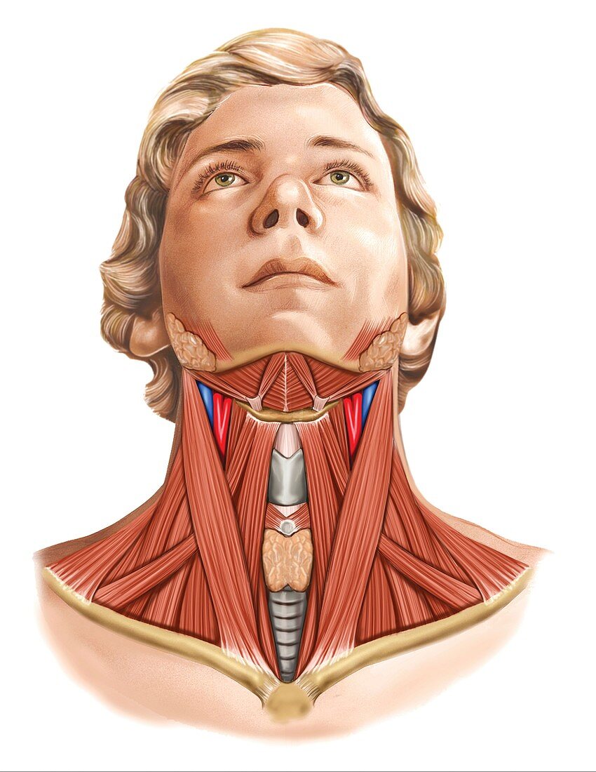 Muscles of the neck