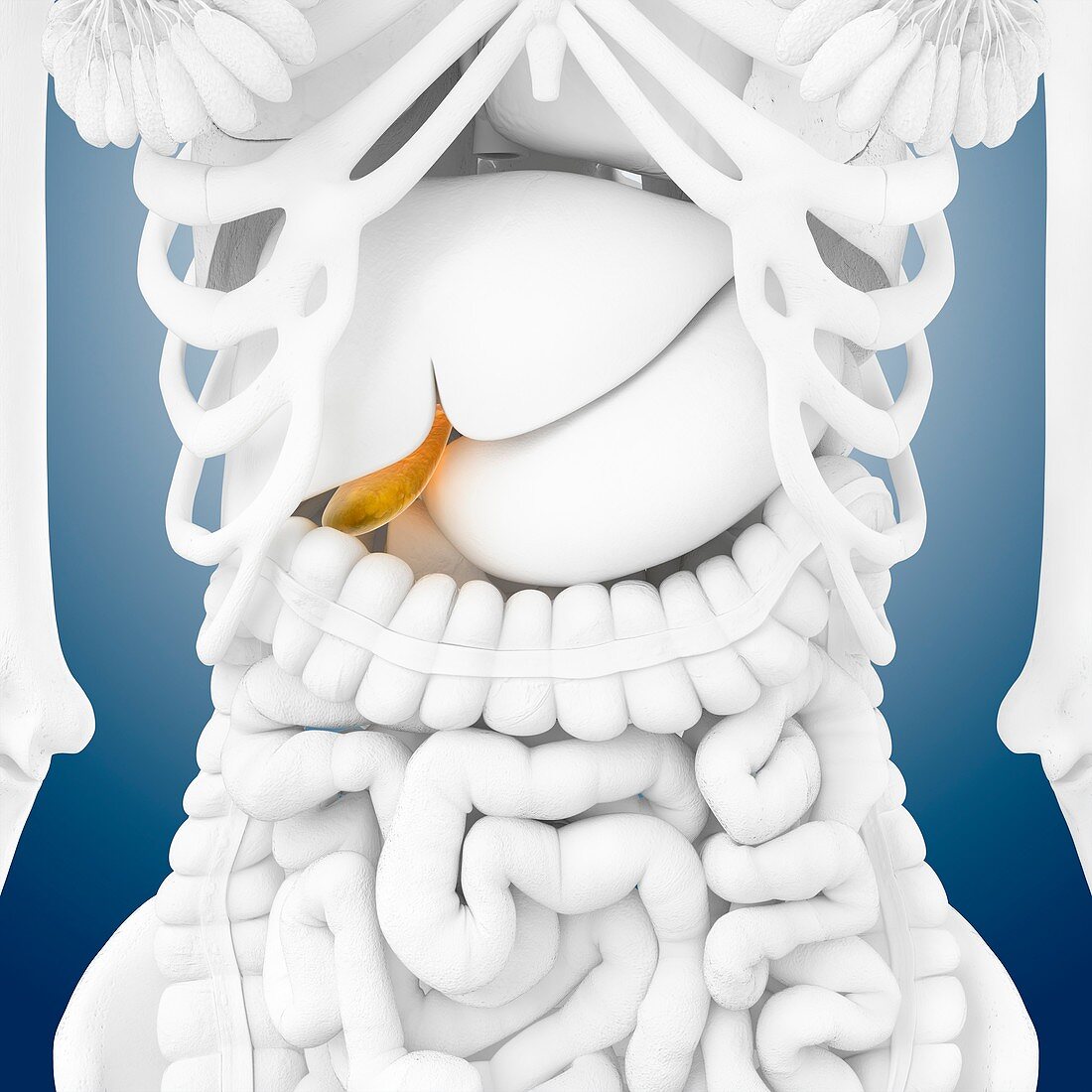 Gall bladder,artwork