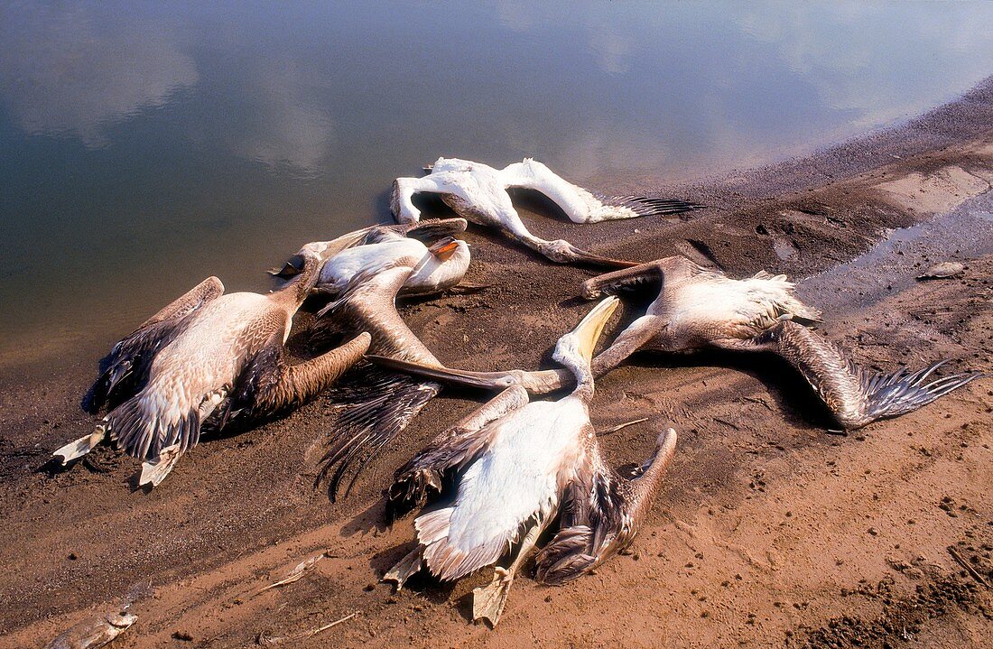 Pelicans killed by angry fish growers